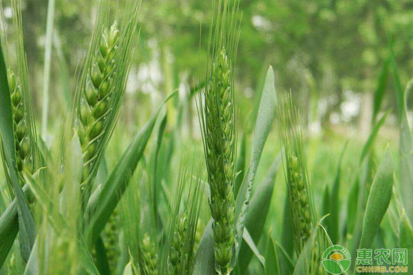 å±±ä¸œå°éº¦ç§æ¤æ—¶é—´