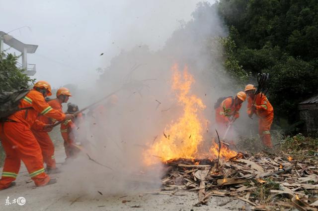 How can the forestry industry improve its ability to avoid safety accidents?