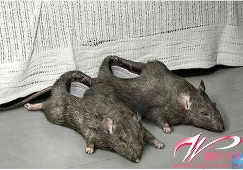 Mouse slippers