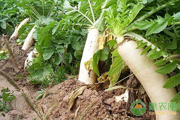 å†¬å­£èåœç§æ¤ç®¡ç†æŠ€æœ¯