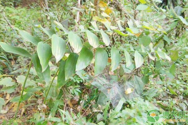 æ¹–å—å¤šèŠ±é»„ç²¾è§„èŒƒåŒ–æ ½åŸ¹æŠ€æœ¯åŠç—…è™«å®³é˜²æ²»è¦ç‚¹