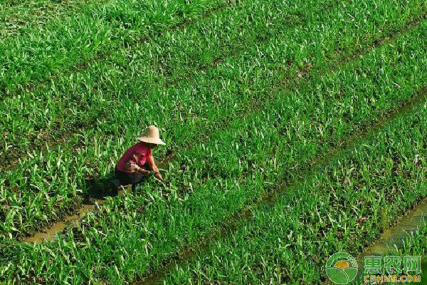 åœ°è›†æ€Žä¹ˆæ²»ï¼Ÿåœ°è›†çš„å±å®³ç‰¹ç‚¹åŠæœ€æ–°é˜²æ²»æ–¹æ³•