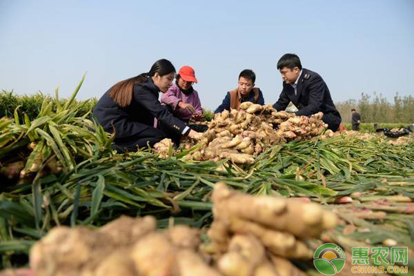 ç”Ÿå§œä»€ä¹ˆæ—¶å€™ç§æ¤æœ€å¥½ï¼Ÿç”Ÿå§œçš„ç§æ¤æ—¶é—´å’Œæ–¹æ³•