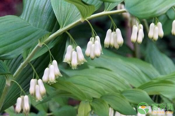 æ¹–å—å¤šèŠ±é»„ç²¾è§„èŒƒåŒ–æ ½åŸ¹æŠ€æœ¯åŠç—…è™«å®³é˜²æ²»è¦ç‚¹