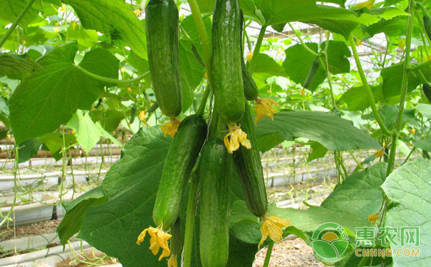 How to strengthen management of cucumber cultivation