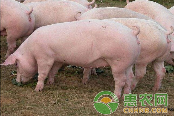 æ–°ç”Ÿä»”çŒªä¸åƒå¥¶æ€Žä¹ˆå›žäº‹ï¼Ÿæ–°ç”Ÿä»”çŒªä¸åƒå¥¶çš„åŽŸå› åŠæ²»ç–—æ–¹æ³•