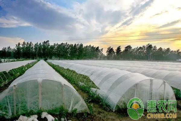 æµ…è°ˆè®¾æ–½è”¬èœå†°å†»é›¨é›ªç¾å®³è¿‡åŽçš„è¡¥æ•‘æŽªæ–½