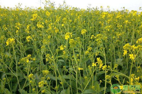 å¦‚ä½•é˜²æ²»æ²¹èœâ€œèŠ±è€Œä¸å®žâ€çš„é—®é¢˜ï¼Ÿæ²¹èœå¢žäº§ç®¡ç†å°çªé—¨