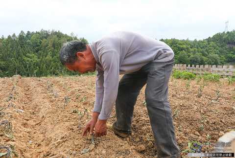 Across the spacious road, there are three or four fields in front of Zhang Jianming. He used to grow seasonal vegetables. "These dishes can't be eaten." (May 7 Photo: tuku.qianlong.com). Qianlong Net reporter