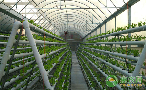 What are the vegetables suitable for soilless cultivation?