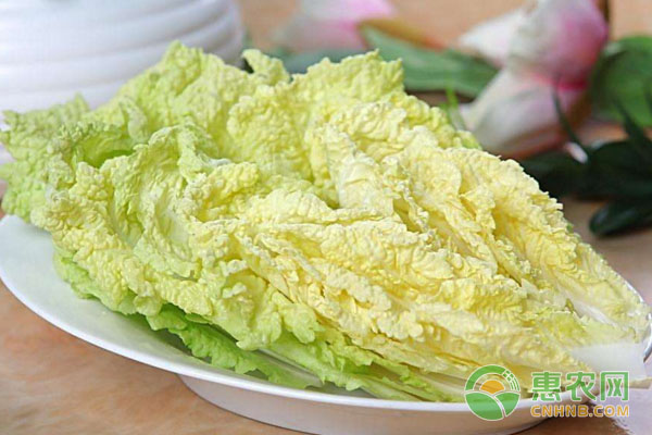 å¨ƒå¨ƒèœç—…è™«å®³é˜²æ²»æŽªæ–½