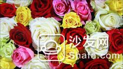 ä¸œèŠ55ZF1Cé²œæ˜Žæ¨¡å¼æ•ˆæžœ