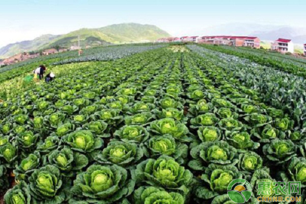 è”¬èœç§æ¤å¦‚ä½•é˜²æ²»ç»†èŒæ€§ç—…å®³ï¼Ÿ