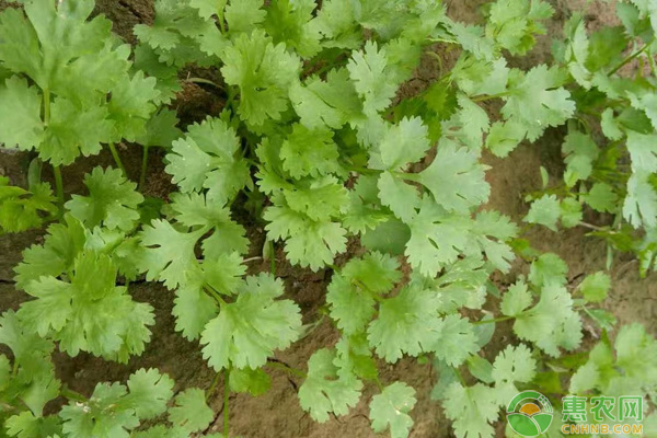 é¦™èœå¦‚ä½•é«˜äº§æ ½åŸ¹ï¼Ÿçœ‹çœ‹è€èœå†œåˆ†äº«çš„ç»éªŒæ€Žä¹ˆè¯´