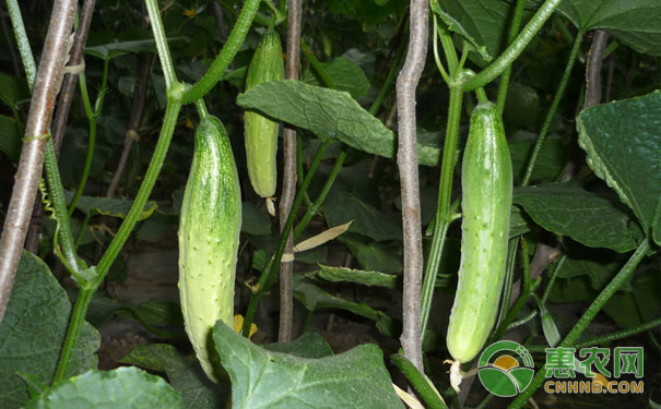Symptoms and control methods of cucumber sclerotinia