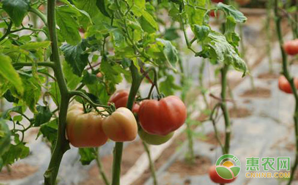 Tomato cavity fruit prevention measures