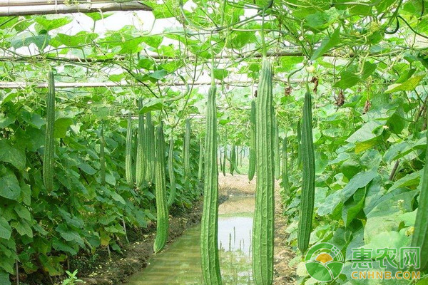 æµ…è°ˆä¸ç“œæ— åœŸæ ½åŸ¹æŠ€æœ¯