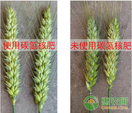 ç¢³æ°¢æ ¸è‚¥åœ¨å†œä½œç‰©ç§æ¤è¿‡ç¨‹ä¸­çš„ä¼˜åŠ¿