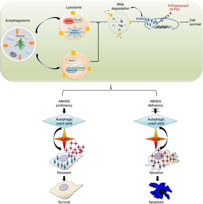 Department of Oncology, Southwest Hospital, Army Military Medical University, Nature Journal, New Mechanism of Chemotherapy Resistance in Colorectal Cancer