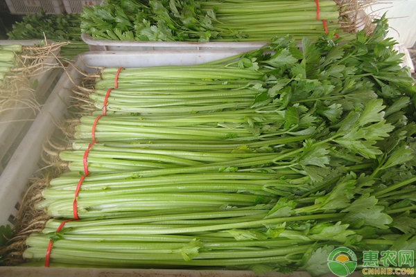 èŠ¹èœé«˜äº§ç§æ¤ç®¡ç†æŠ€æœ¯è¦ç‚¹