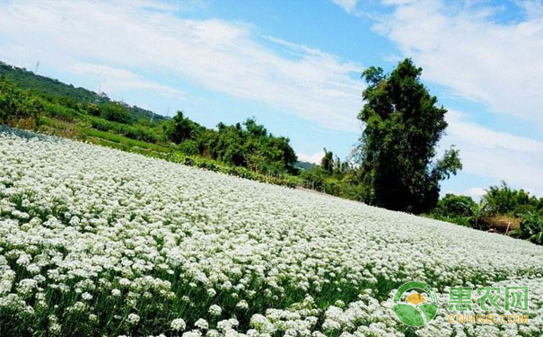 How to grow chives can produce high yield