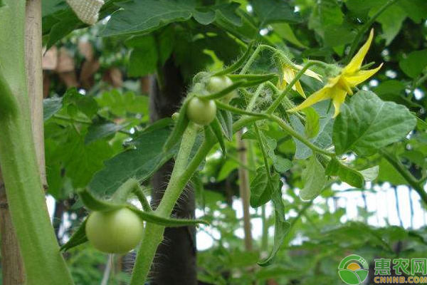 å¤§æ£šè”¬èœç§æ¤ç‚¹èŠ±è˜¸èŠ±æŠ€å·§