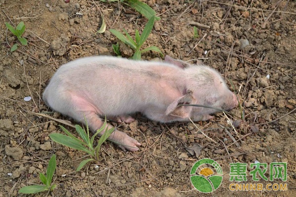 é¥²æ–™ä¸­æ‹Œè¯çŒªä¸åƒæ€Žä¹ˆåŠžï¼ŸçŒªä¸åƒè¯çš„è§£å†³æ–¹æ³•ä»‹ç»