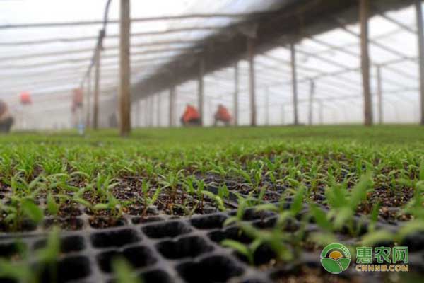 å½±å“è¾£æ¤’å¹¼è‹—å®šæ¤åŽŸå› æœ‰å“ªäº›ï¼Ÿéœ²åœ°è¾£æ¤’å¹¼è‹—å®šæ¤æœŸç®¡ç†è¦ç‚¹