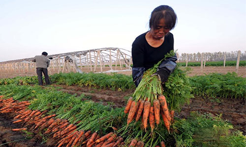 Carrot preservation cold storage installation