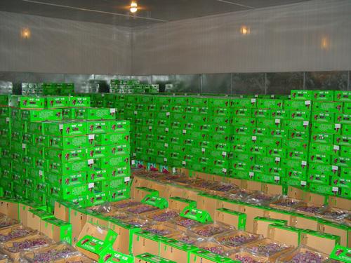 Grape fresh-keeping cold storage