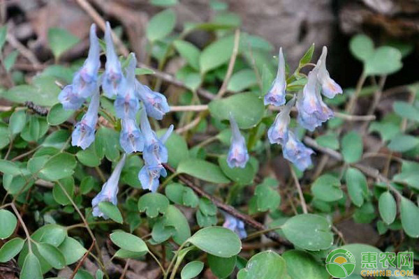 å»¶èƒ¡ç´¢æ€Žä¹ˆç§ï¼Ÿä¸­è¯å»¶èƒ¡ç´¢æ— å…¬å®³ç§æ¤æŠ€æœ¯