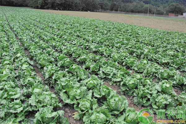 ç”Ÿèœçš„ç”Ÿç‰©ç‰¹æ€§åŠé«˜æ•ˆç§æ¤æ–¹æ³•