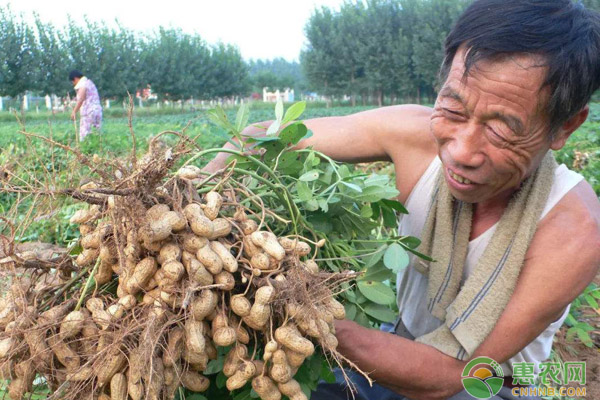 èŠ±ç”ŸçŽ‰ç±³æŽ§æ—ºæ³¨æ„äº‹é¡¹