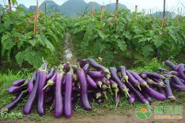 èŒ„å­æ ½åŸ¹ç®¡ç†æ–¹æ³•