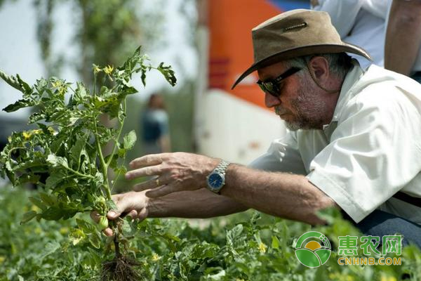 ç¾Žå›½å†œæ°‘ç•ªèŒ„ç§æ¤çš„ä¸ƒå¤§è§„åˆ™