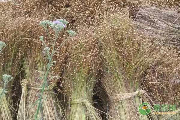 èƒ¡æ¤’ç§æ¤æ¡ä»¶åŠç§æ¤æ–¹æ³•ä»‹ç»