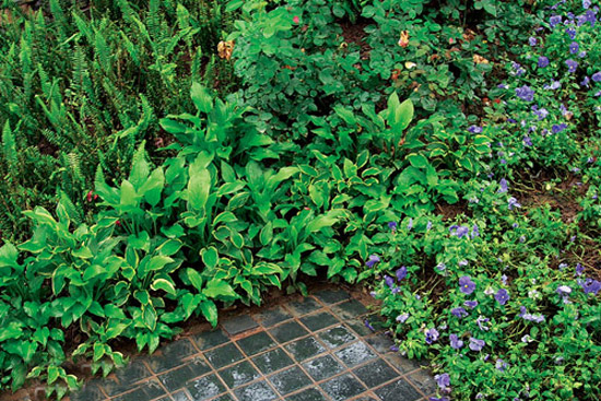 Dianthus and Flower Hosta