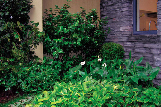 Calla Hosta and Flower Hosta