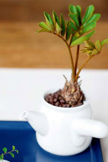 ä¸€å£¶ç»¿èŒ¶