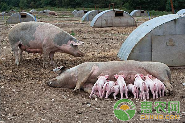 æ¯çŒªæ³Œä¹³éšœç¢çš„åŽŸå› åŠé˜²æ²»æŽªæ–½