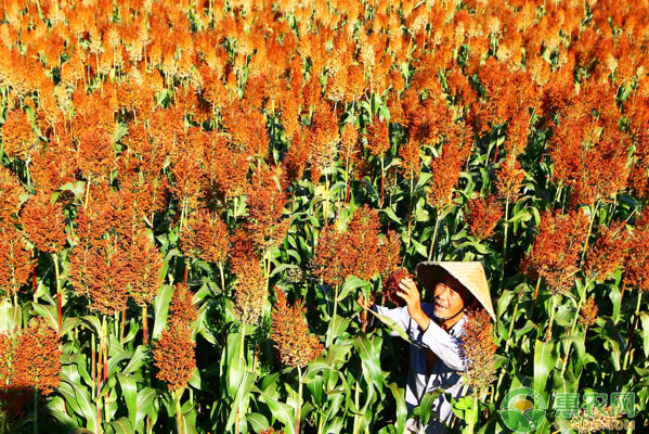 ç®€è¿°é«˜ç²±é«˜äº§ç§æ¤æŠ€æœ¯ï¼ˆé™„ç—…å®³é˜²æ²»ï¼‰