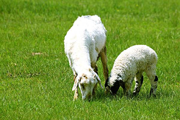 Prevention and treatment measures for sheep helminthiasis
