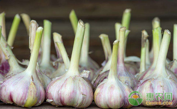 How to manage autumn garlic seedlings