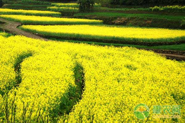 æ²¹èœæ€Žä¹ˆç§ï¼Ÿæ²¹èœç§æ¤ç®¡ç†æŠ€æœ¯