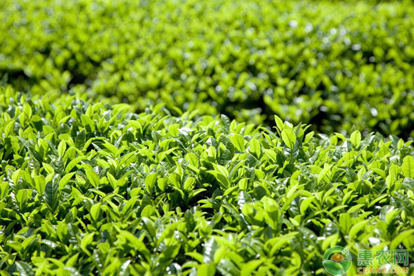 èŒ¶å¶ç§æ¤ç®¡ç†è¦ç‚¹ä»‹ç»