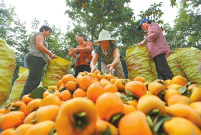 On September 23, Wang Yi Village, a township township of Wuyi County, will pick and sell good persimmons for export. During the autumnal equinox, more than 30 acres of persimmons entered the village in the best harvest season. Photo by Feng Xiaomin