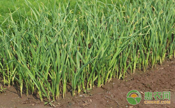 Management points of autumn garlic seedling