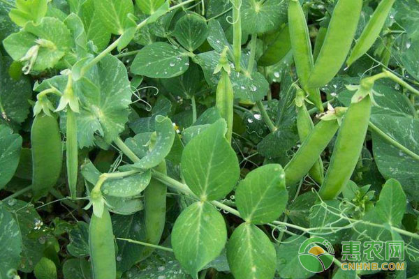 è±Œè±†è‹—ç§æ¤æ–¹æ³•ï¼šé‡‡æ”¶è±Œè±†è‹—æ³¨æ„äº‹é¡¹