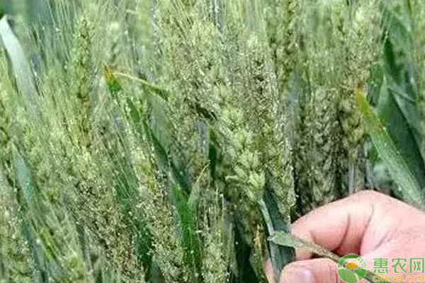 (å°éº¦ç”Ÿèšœè™«æ€Žä¹ˆåŠžï¼Ÿ
