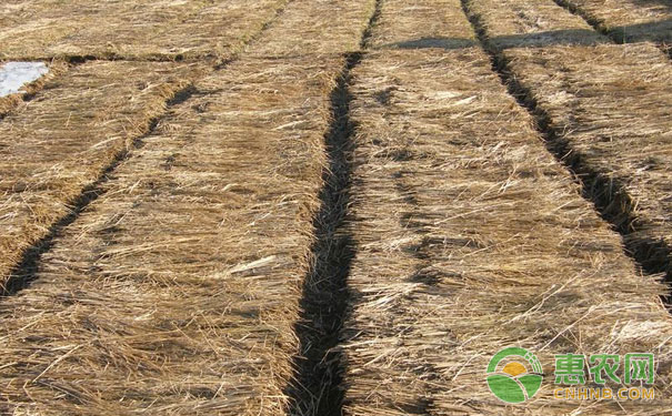 Method for planting potatoes with straw